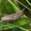  - Steppe Grasshopper