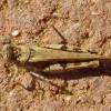  - burrowing grasshoppers