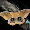  - Polyphemus Moth