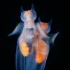  - Naked sea butterfly, Sea angel, or Common clione