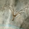  - Daddy long-legs spiders, Cellar spiders, Vibrating spiders, House spiders