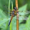  - Four-spotted Chaser