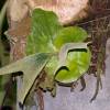  - Elkhorn fern, Common staghorn fern