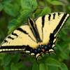  - Western Tiger Swallowtail