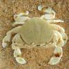  - Yellow moon crab, Spotted moon crab or Box crab