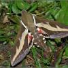  - Bedstraw hawk moth