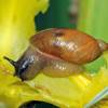  - amber snails
