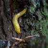  - California banana slug