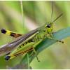  - Large Marsh Grasshopper