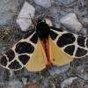  - Yellow Tiger Moth