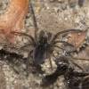  - dwarf sheet spiders