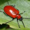  - Lily Beetle, Scarlet lily beetle