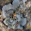  - American stippleback lichen