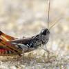  - Mottled Grasshopper