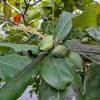  - Troipical Almond, India almond