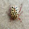  - Punctate flower chafer or Spotted flower chafer