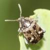  - bean weevils or seed beetles