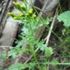  - Common Fireweed, Common Groundsel