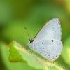  - White-banded hedge blue