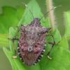  - Brown Marmorated Stink Bug