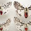  - Black and white tiger moth