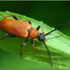  - Red-brown Longhorn Beetle