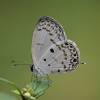  - Tinted Blue or the Common Chalk Blue