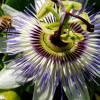  - Blue Passionflower