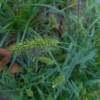  - Yellow Bristle-grass