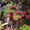  - Prickly heath, Prickly mingimingi or Pink mountain berry