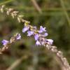  - Stagshorn lavender, Desert Lavender