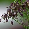  - French meadow-rue