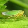  - leafhoppers