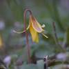  - trout lily, yellow trout lily, yellow dogtooth violet