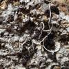  - Vermicular Whiteworm Lichen