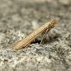  - Morning-glory leafminer moth, Bindweed bent-wing