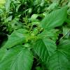  - West Indian Woodnettle