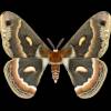 - Cecropia moth, Cecropia Silkmoth, Robin Moth