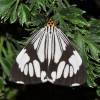  - Marbled white moth or White tiger moth