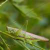  - Long-winged Conehead