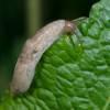  - Field slug