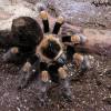  - Mexican red-kneed tarantula