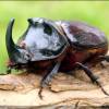  - European rhinoceros beetle