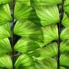  - Burmese Fishtail Palm