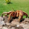  - Coconut crab