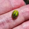  - Green Acacia Leaf Beetle
