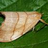  - Серпокрылка березовая сухолистная (Сухой лист, зубцекрылая)
