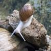  - Giant West African Snail or Banana rasp snail