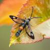  - Red-belted Clearwing
