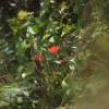  - Giant Red Indian Paintbrush